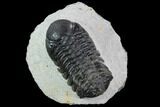 Bargain, Austerops Trilobite - Beautiful Eye Detail #92179-1